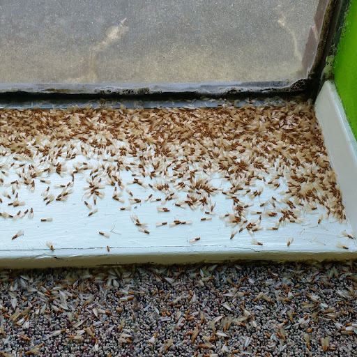 007 Pest & Termite, Pest Control company in Houston Pest Control Services by 007 Pest & Termite in Houston, Texas