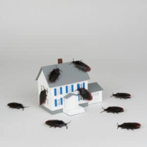 Pest Control Services by 360 Pest Solutions