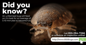 Pest Control Services by 855Bugs.Com in Belton