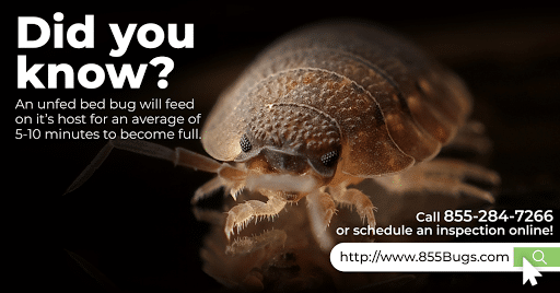 Pest Control Services by 855Bugs.Com in Belton, Texas