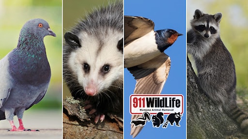 911 Wildlife, Pest Control company in Richardson Pest Control Services by 911 Wildlife in Richardson, Texas