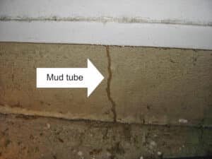 Pest Control Services by A North Texas Termite Specialist in North Richland Hills