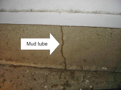 Pest Control Services by A North Texas Termite Specialist in North Richland Hills