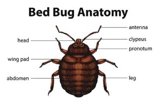 A1 Bed Bug Exterminator, Pest Control company in Houston Pest Control Services by A1 Bed Bug Exterminator in Houston, Texas