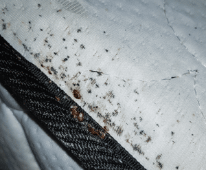 Pest Control Services by A1 Bed Bug Exterminator in San Antonio