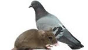 Pest Control Services by AA Hudson Rodent Control in San Antonio