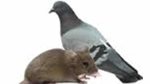 Pest Control Services by AA Hudson Rodent Control in San Antonio