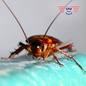 Pest Control Services by AAA Pest Control Inc in El Paso