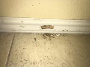 Pest Control Services by AAA Pest Control in McAllen