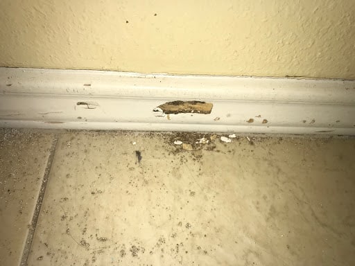 Pest Control Services by AAA Pest Control in McAllen