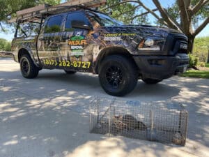 Pest Control Services by AAAC Wildlife Removal of Fort Worth in Southlake