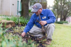 Pest Control Services by ABC Home & Commercial Services in Katy
