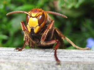 Pest Control Services by ABC Pest Control in Lubbock