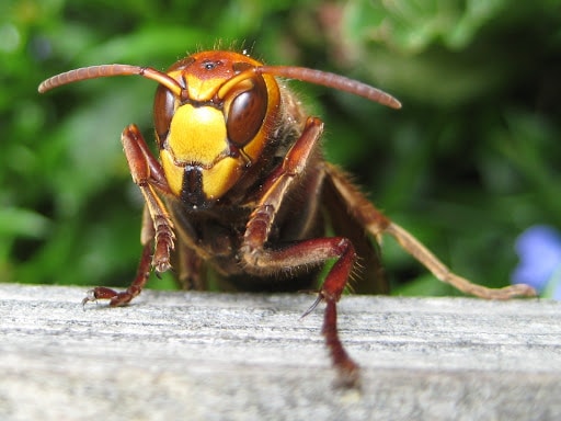 Pest Control Services by ABC Pest Control in Lubbock