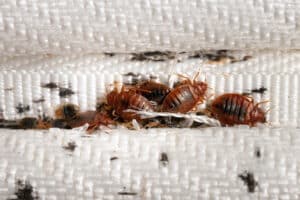 Pest Control Services by AJB Pest & Termite in Forney