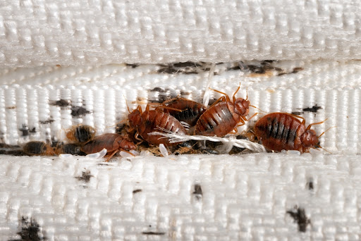 Pest Control Services by AJB Pest & Termite in Forney