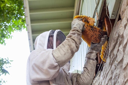 Pest Control Services by ATX Bee Removal LLC in Lakeway