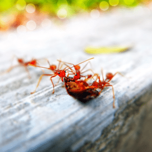 Pest Control Services by Absolute Pest Management in Dripping Springs