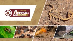 Pest Control Services by Accurate Pest Control in San Antonio