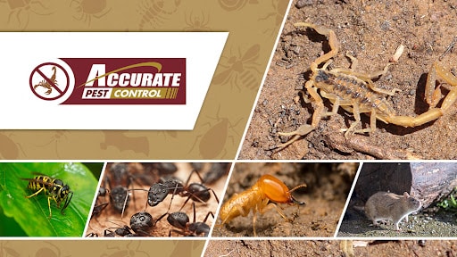 Accurate Pest Control, Pest Control company in San Antonio Pest Control Services by Accurate Pest Control in San Antonio, Texas