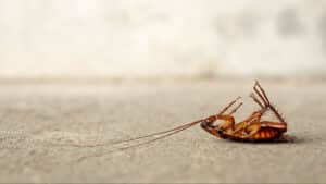 Pest Control Services by Ace Pest Control in Amarillo