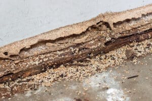 Pest Control Services by Ace Pest Control in Springtown
