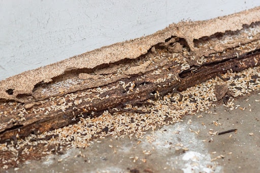 Pest Control Services by Ace Pest Control in Springtown, Texas
