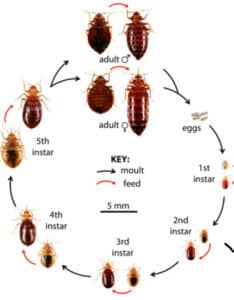 Pest Control Services by Advanced Bed Bugs & Pest Services in Fort Worth