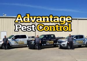 Pest Control Services by Advantage Pest Control in Killeen
