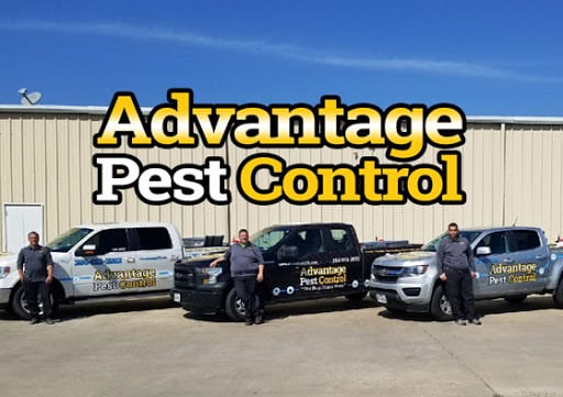 Pest Control Services by Advantage Pest Control in Killeen
