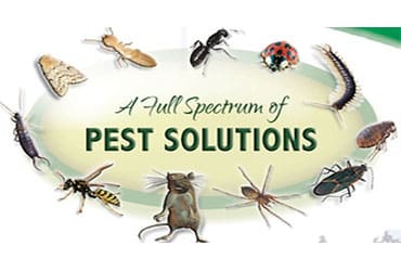 Advantage Pest Control, Pest Control company in Temple Pest Control Services by Advantage Pest Control in Temple, Texas