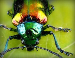 Pest Control Services by Ajax Exterminating in Houston