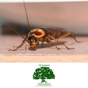Pest Control Services by All Seasons Pest Control in Euless