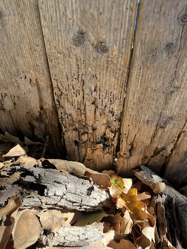 Alliance Pest Solutions, Pest Control company in Fort Worth Pest Control Services by Alliance Pest Solutions in Fort Worth, Texas