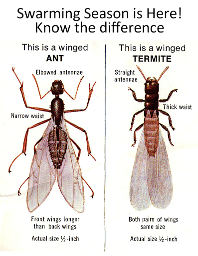 Allstar Pest Control, Pest Control company in College Station Pest Control Services by Allstar Pest Control in College Station, Texas