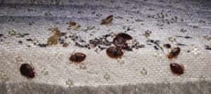 Pest Control Services by Ameri-Tech Termite & Pest Control