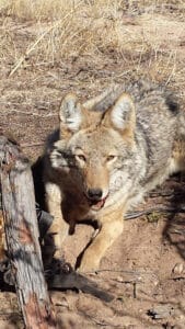 Pest Control Services by Amistad Predator & Feral Hog Control in Del Rio