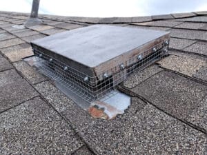 Pest Control Services by Animal Control Experts in Austin