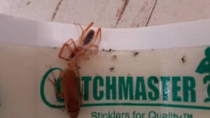 Pest Control Services by Apex Pest Control Llc in El Paso