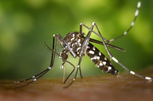 Pest Control Services by Around The Block Pest Control in McKinney