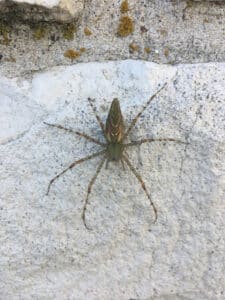 Pest Control Services by Assist Pest Services in Weatherford