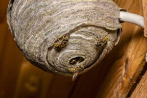 Pest Control Services by Assurance Pest Control