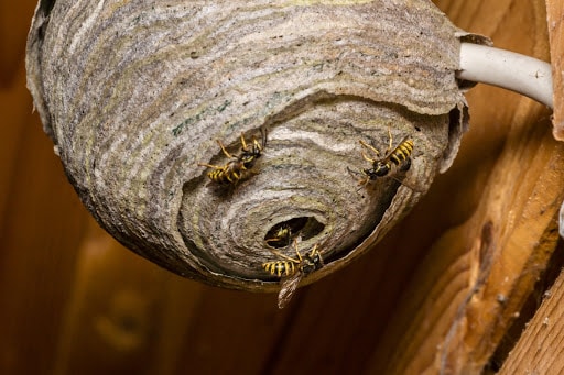 Pest Control Services by Assurance Pest Control