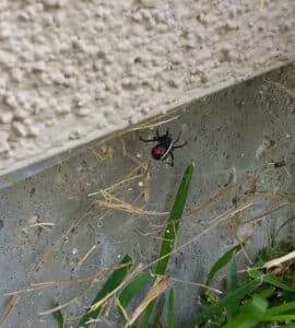 Pest Control Services by Atascocita Pest Control