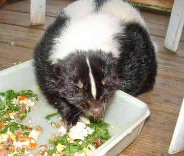 Austin'S Wildlife Removal Services, Pest Control company in Round Rock Pest Control Services by Austin'S Wildlife Removal Services in Round Rock, Texas