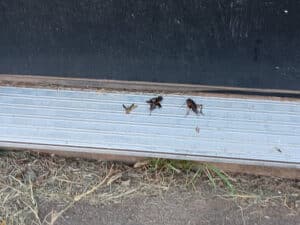 Pest Control Services by Axed Pest Control in Vernon