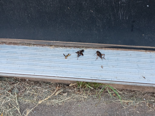Axed Pest Control, Pest Control company in Vernon Pest Control Services by Axed Pest Control in Vernon, Texas