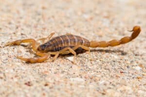 Pest Control Services by Backyard Comfort & Pest Control in College Station