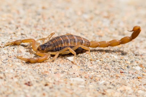 Pest Control Services by Backyard Comfort & Pest Control in College Station