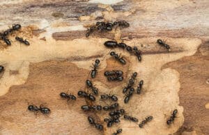 Pest Control Services by Barefoot Mosquito & Pest Control in Austin